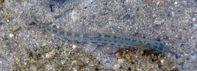 IMG_4627.jpg